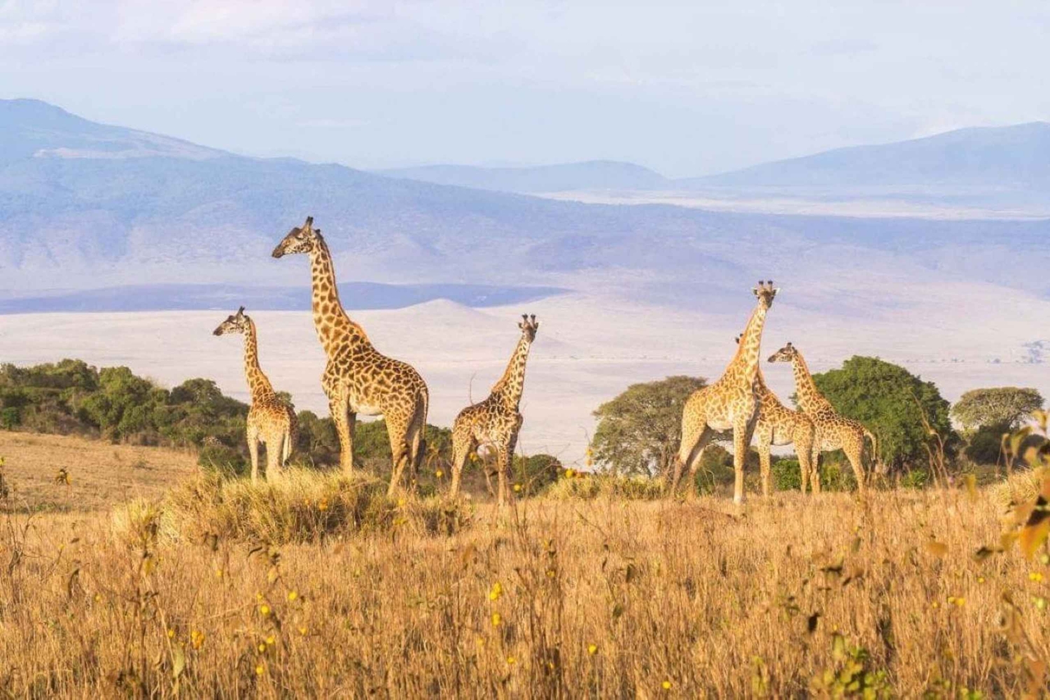 Tanzania: 3-Day Safari to Serengeti, Lake Manyara, …