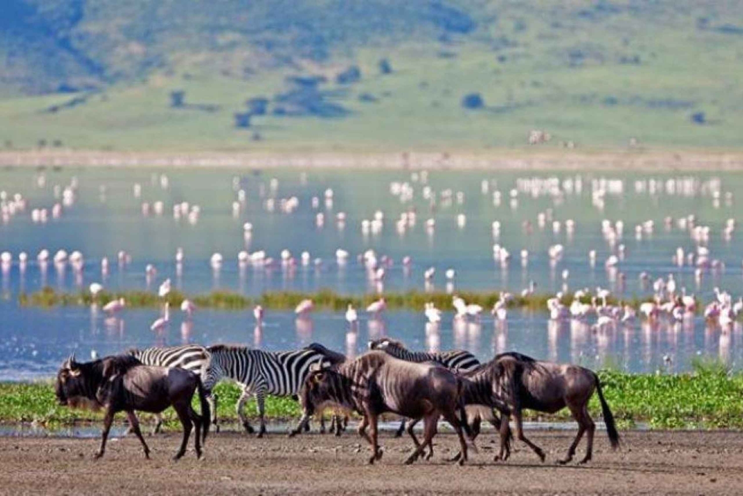 Tanzania: 3-Day Safari to Serengeti, Lake Manyara, …