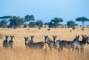 Tanzania: 3-Day Safari to Serengeti, Lake Manyara, …