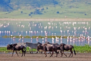 Tanzania: 3-Day Safari to Serengeti, Lake Manyara, …