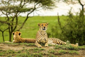 Tanzania: 3-Day Safari to Serengeti, Lake Manyara, …