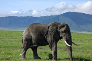 Tanzania: 4-Day Safari to Serengeti, Ngorongoro, Tarangire