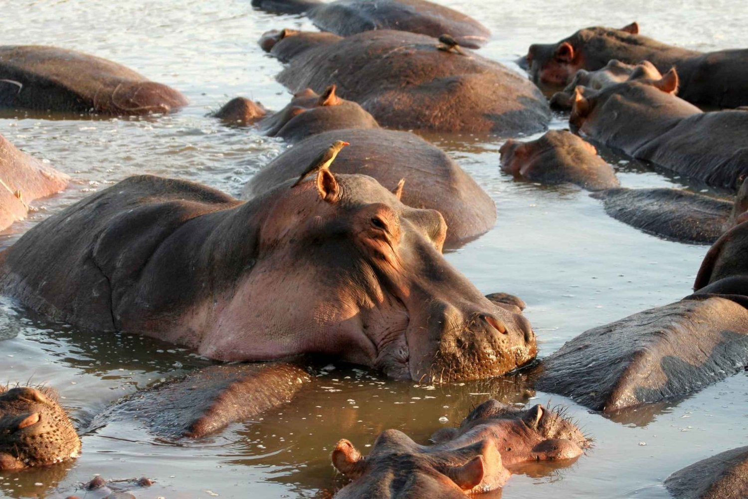 Tanzania: 3-dniowe safari do Tarangire i Ngorongoro