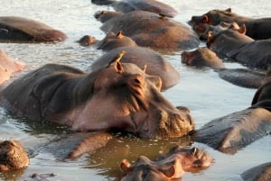 Tanzania: 3-dniowe safari do Tarangire i Ngorongoro