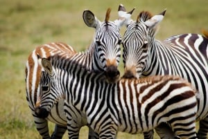 Tanzania: 3-dniowe safari do Tarangire i Ngorongoro