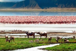 Tanzania: 3-dniowe safari do Tarangire i Ngorongoro