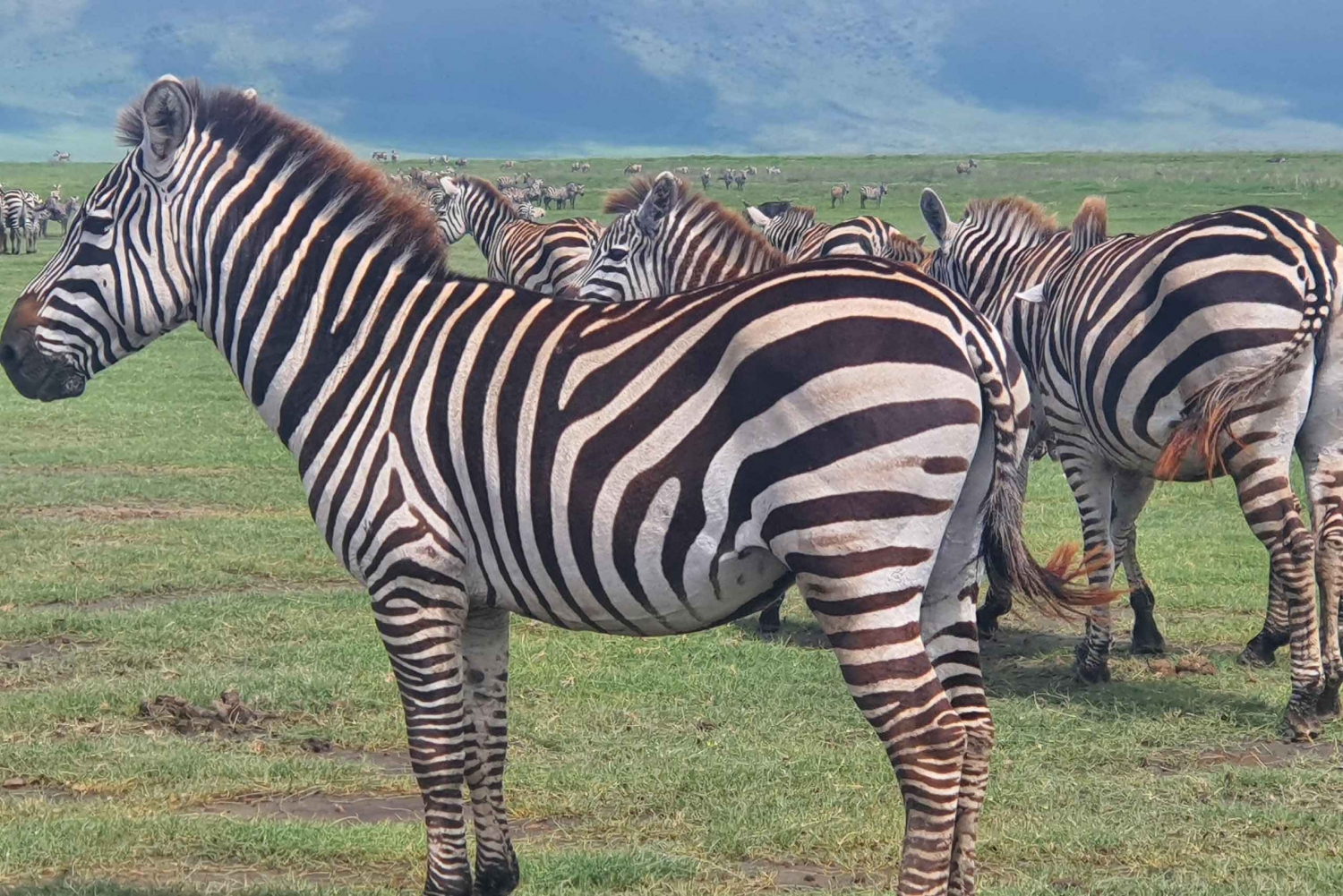 Tansania: 4-tägige Luxus-Safari-Tour mit Unterkunft