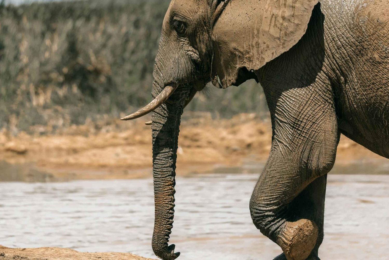 Tanzania: 4-dagars mellanklassresa Tara, Serengeti & Ngorongoro