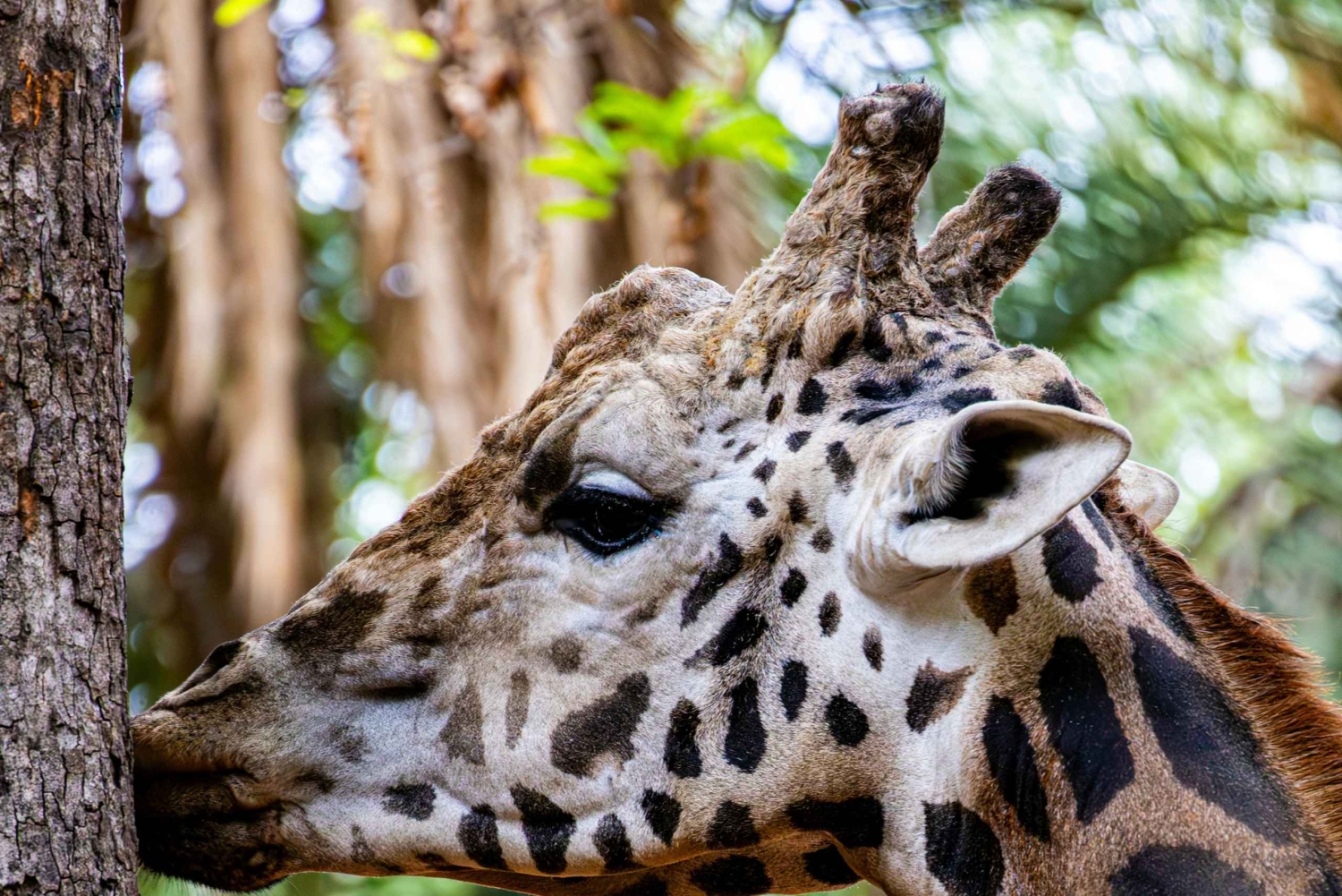 Tanzania: 4-dagars mellanklassresa Tara, Serengeti & Ngorongoro