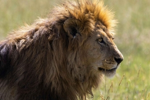 Tanzania: 4-dagars mellanklassresa Tara, Serengeti & Ngorongoro