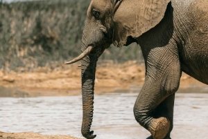 Tanzania: 4-dagars mellanklassresa Tara, Serengeti & Ngorongoro