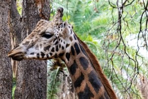 Tanzania: 4-dagars mellanklassresa Tara, Serengeti & Ngorongoro