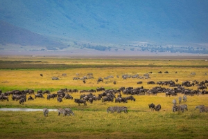 Tanzania: 4-dagars mellanklassresa Tara, Serengeti & Ngorongoro