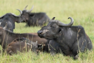 Tanzania: 4-dagars mellanklassresa Tara, Serengeti & Ngorongoro