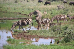 Tanzania: 4-dagars mellanklassresa Tara, Serengeti & Ngorongoro