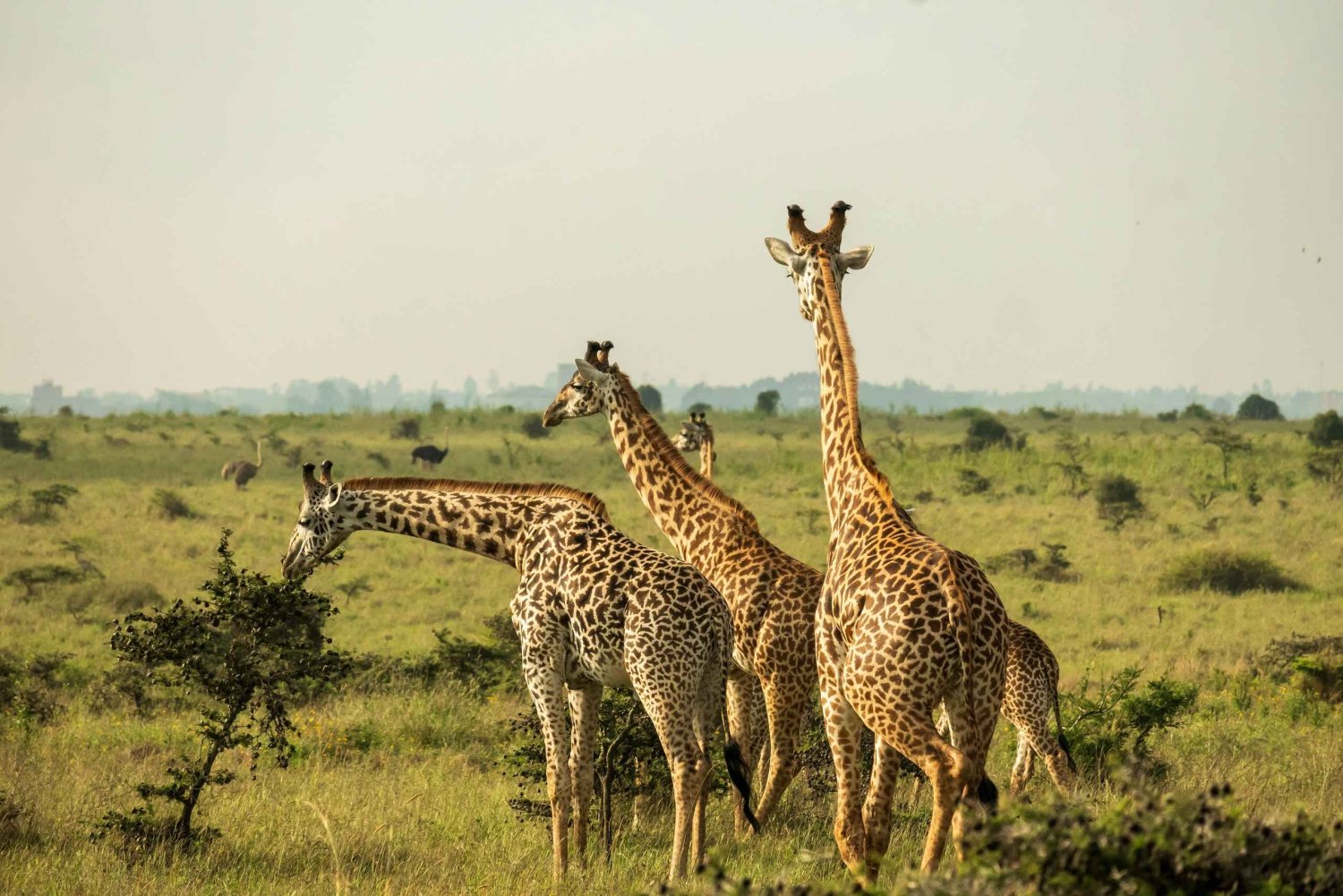 Tanzania: 4-Day Private Lodge Safari with Accommodation