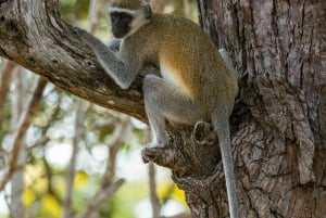 Tanzania: 4-dniowe safari w prywatnej loży z zakwaterowaniem