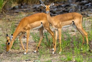 Tanzania: 4-dniowe safari w prywatnej loży z zakwaterowaniem