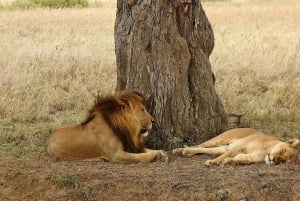 Tanzania: 4-dniowe safari w prywatnej loży z zakwaterowaniem