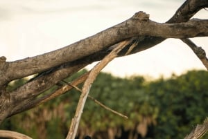 Tanzania: 4-dniowe safari w prywatnej loży z zakwaterowaniem