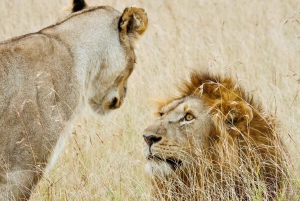 Tanzania: 4-dniowe safari w prywatnej loży z zakwaterowaniem