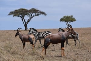 Tanzania: 4-dniowe safari w prywatnej loży z zakwaterowaniem