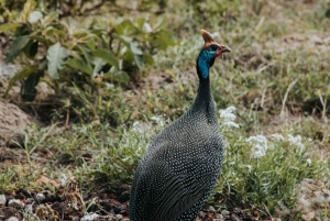 Tanzania: 4-dniowe safari w prywatnej loży z zakwaterowaniem