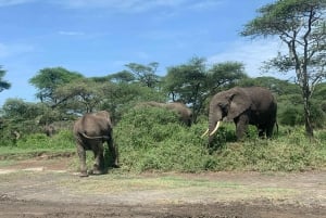 Tanzania: 4-dniowe safari w prywatnej loży z zakwaterowaniem