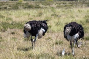Tanzania: 4-dniowe safari w prywatnej loży z zakwaterowaniem