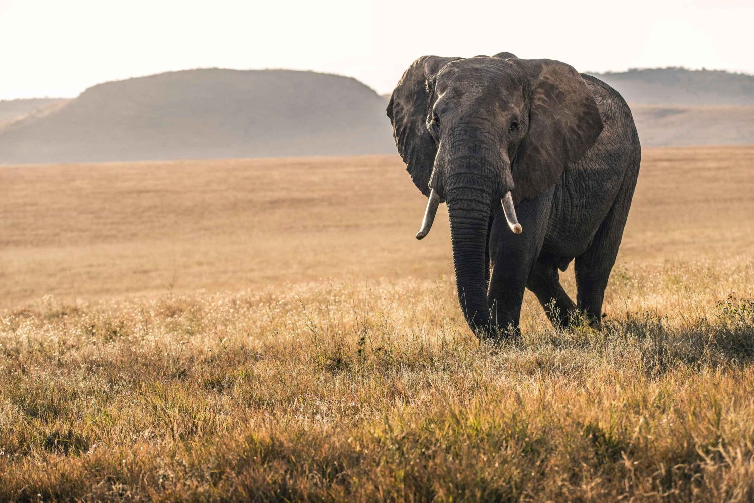 Tanzania: 4-Day Safari to Serengeti and Ngorongoro Crater