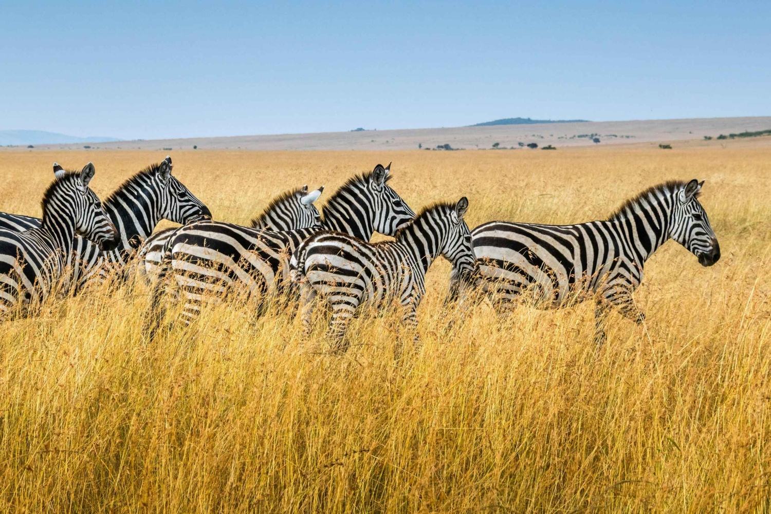 Tanzania: 4-Day Safari to Serengeti and Ngorongoro Crater