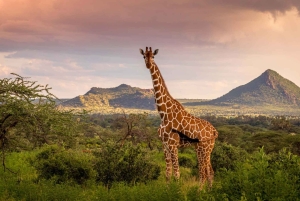 Tanzania: 4-Day Safari to Serengeti and Ngorongoro Crater