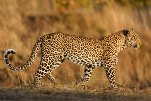 Tanzania: 4-Day Safari to Serengeti and Ngorongoro Crater