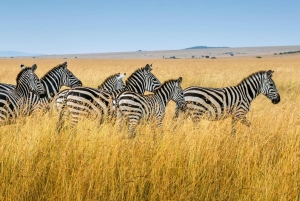 Tanzania: 4-Day Safari to Serengeti and Ngorongoro Crater