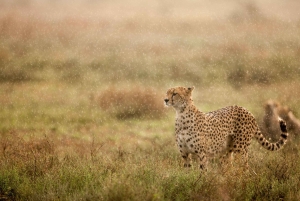 Tanzania: 4-Day Safari to Serengeti and Ngorongoro Crater