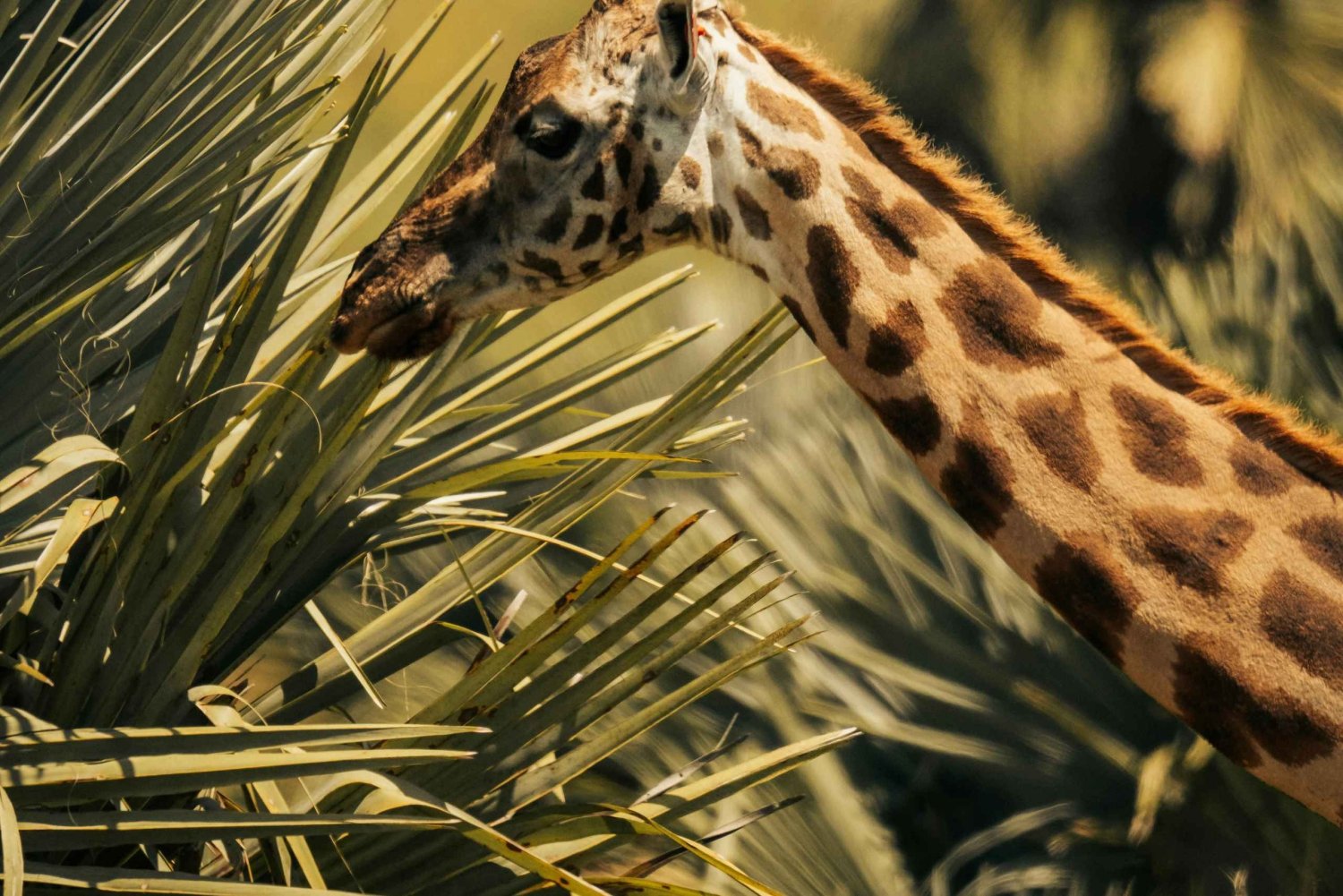 Tansania: 4 päivän safari Tarangireen, Serengetiin ja muualle