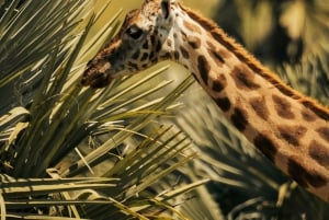 Tanzania: 4-dages safari til Tarangire, Serengeti og mere