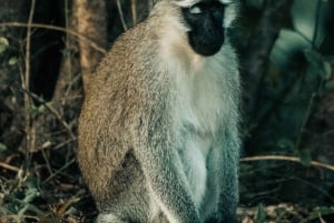 Tanzania: 4-dages safari til Tarangire, Serengeti og mere