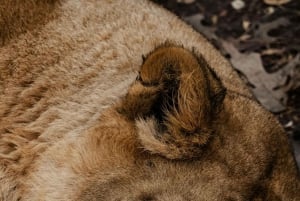 Tanzania: 4-dages safari til Tarangire, Serengeti og mere