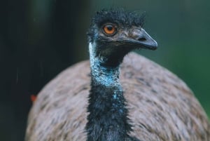 Tanzania: 4-dages safari til Tarangire, Serengeti og mere