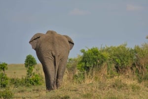 Tanzania: 4-dages safari til Tarangire, Serengeti og mere