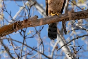 Tanzania: 4-dages safari til Tarangire, Serengeti og mere