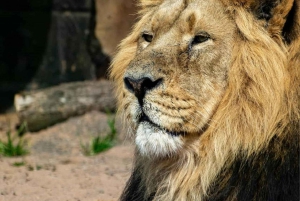 Tanzanie : safari de 5 jours à la découverte des Big Five