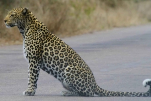 Tanzanie : safari de 5 jours à la découverte des Big Five