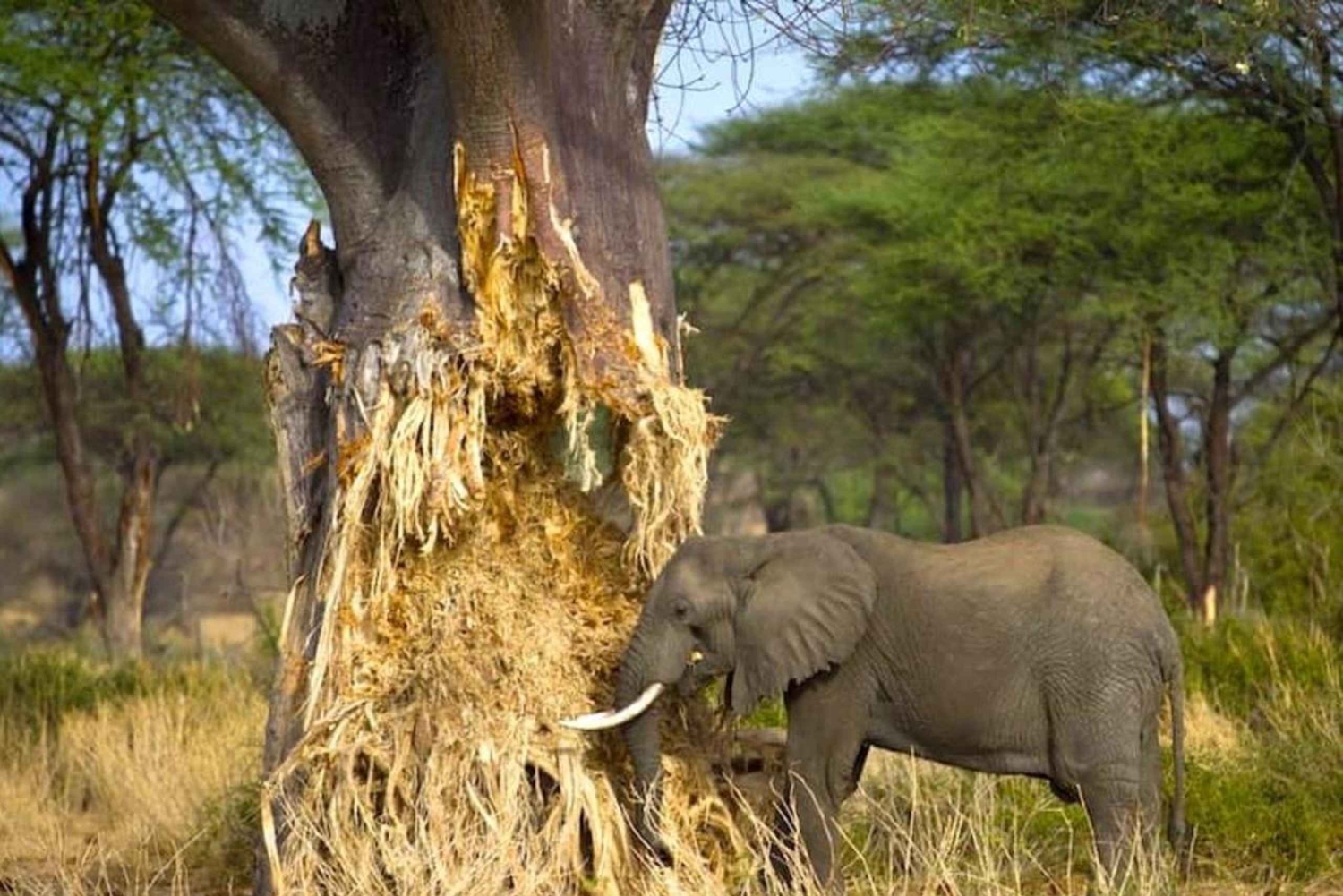 Tanzania: Safari in lodge di 5 giorni con trasferimenti aeroportuali