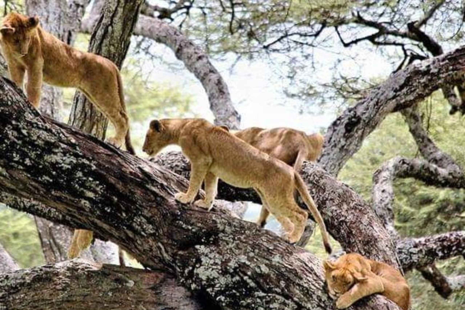 Tanzania: Safari in lodge di 5 giorni con trasferimenti aeroportuali