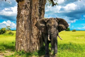 Tanzania: Safari in lodge di 5 giorni con trasferimenti aeroportuali