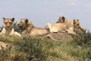 Tanzania: Safari in lodge di 5 giorni con trasferimenti aeroportuali