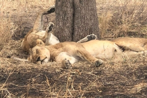Tanzania: Safari in lodge di 5 giorni con trasferimenti aeroportuali
