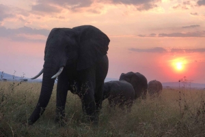 Tanzania: Safari in lodge di 5 giorni con trasferimenti aeroportuali
